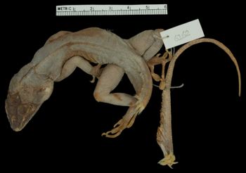 Media type: image;   Herpetology R-6162
